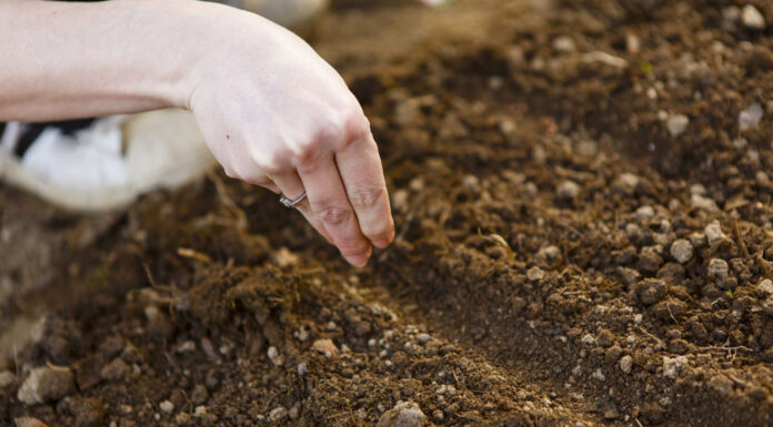 Покупка семян овощей для посадки в огороде