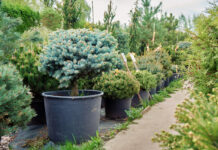 Сосна: плюсы и минусы хвойника на садовом участке