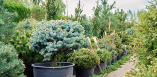 Сосна: плюсы и минусы хвойника на садовом участке