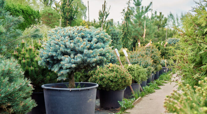 Сосна: плюсы и минусы хвойника на садовом участке