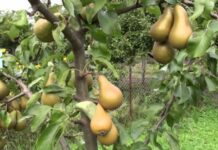 Как выбрать грушу для посадки в саду