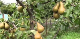 Как выбрать грушу для посадки в саду