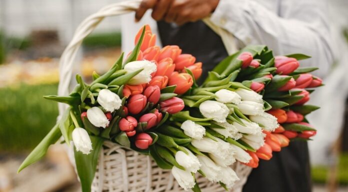 Цветы в корзине — как ухаживать?