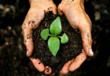 Плодородная почва и ее значение для сельского хозяйства!