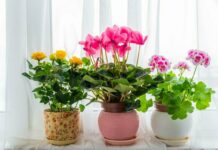 Как выбрать комнатные растения и ухаживать за ними?