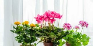 Как выбрать комнатные растения и ухаживать за ними?