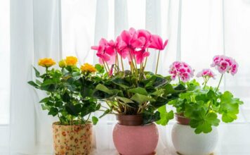 Как выбрать комнатные растения и ухаживать за ними?