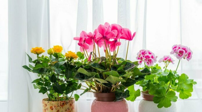 Как выбрать комнатные растения и ухаживать за ними?