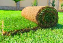 Особенности рулонного газона