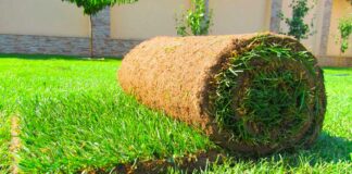 Особенности рулонного газона