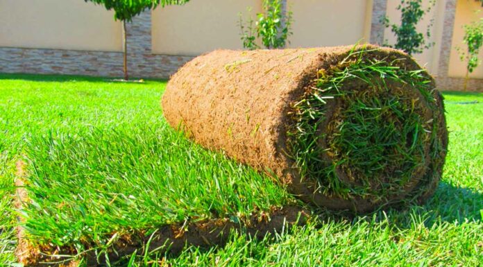 Особенности рулонного газона