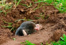 Как определить и избавиться от кротов в саду