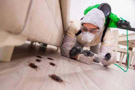 Уничтожить Мошек Дома Поможет «Марафет»