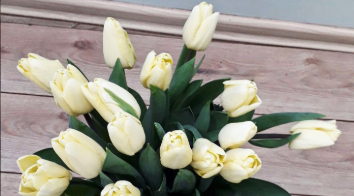 Какие растения подойдут для вашего двора и сада