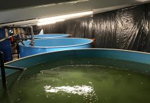 На чем еще зарабатывают фермеры УЗВ, кроме продажи рыбы и малька?