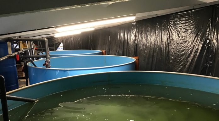 На чем еще зарабатывают фермеры УЗВ, кроме продажи рыбы и малька?