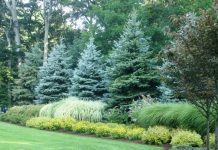 Озеленение городских территорий хвойными деревьями