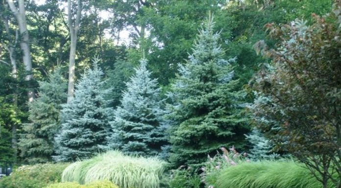 Озеленение городских территорий хвойными деревьями