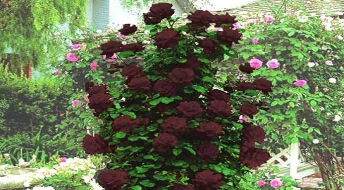 Плетистая Черная роза – тайны королевской особы