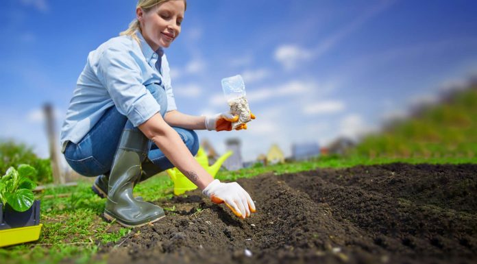 Советы по выбору семян овощных культур