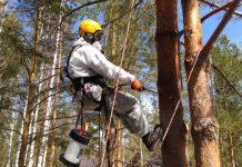 Всё о лечении деревьев от короеда