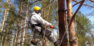 Всё о лечении деревьев от короеда