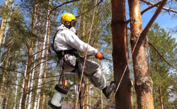 Всё о лечении деревьев от короеда