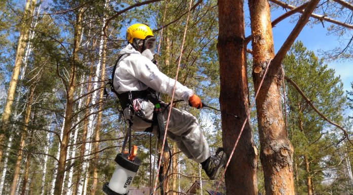 Всё о лечении деревьев от короеда