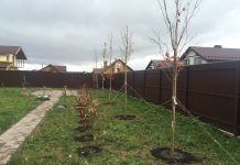 Какие саженцы заказывают на собственный участок или для озеленения города