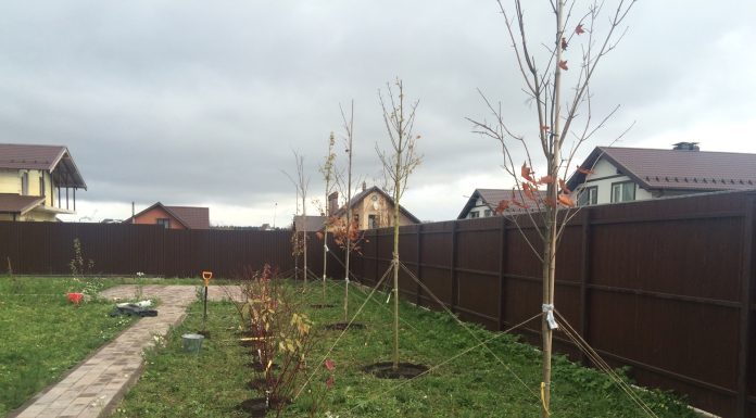 Какие саженцы заказывают на собственный участок или для озеленения города