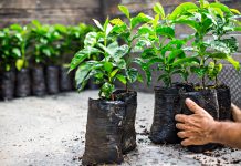 Саженец не растет. Дать шанс или выбросить?