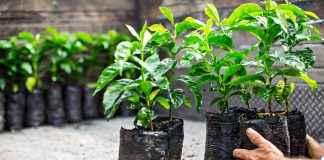 Саженец не растет. Дать шанс или выбросить?