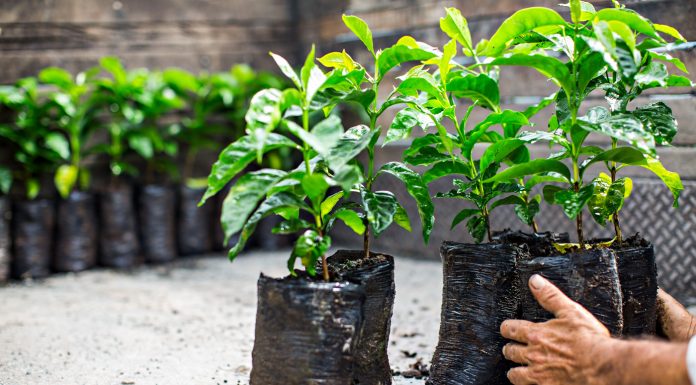 Саженец не растет. Дать шанс или выбросить?