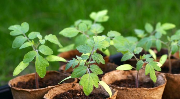 Какие саженцы с семенами приобретают в 2023 году