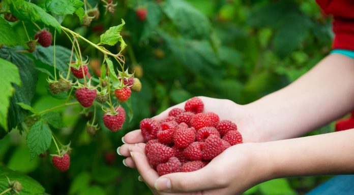 Какие популярные саженцы можно найти в комплектах по сниженной стоимости