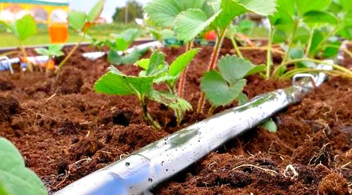 3 характеристики эмиттерной капельной ленты, которые нужно учитывать при выборе