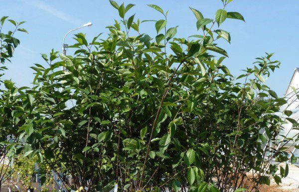 Необычные сорта вишен с высокой урожайностью