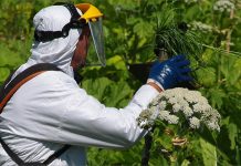 Как устранить борщевик с участка: почему он опасен