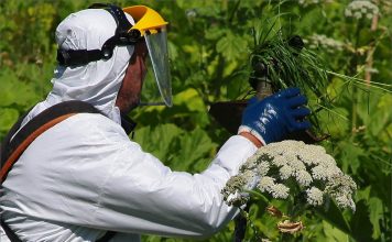 Как устранить борщевик с участка: почему он опасен