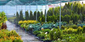 Где заказать саженцы в богатом ассортименте с доставкой: советы