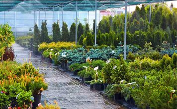 Где заказать саженцы в богатом ассортименте с доставкой: советы