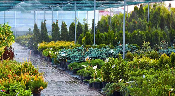 Где заказать саженцы в богатом ассортименте с доставкой: советы