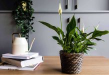 Комнатные растения, которые можно подарить с доставкой жителю Читы: помощь в выборе