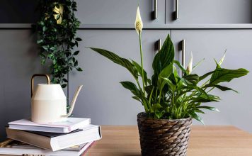 Комнатные растения, которые можно подарить с доставкой жителю Читы: помощь в выборе