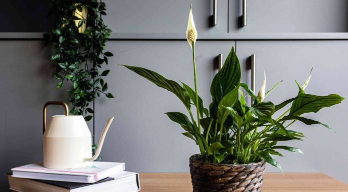 Комнатные растения, которые можно подарить с доставкой жителю Читы: помощь в выборе