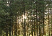 Восстановление лесов после пожаров и стихийных бедствий: лучшие практики и подходы