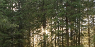 Восстановление лесов после пожаров и стихийных бедствий: лучшие практики и подходы