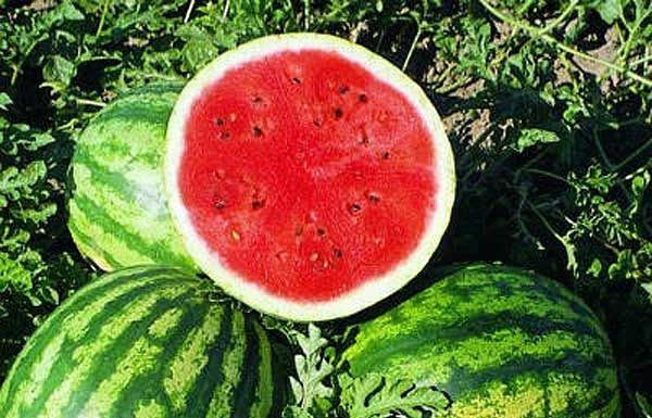 Богатый урожай: как правильно выбирать семена овощей