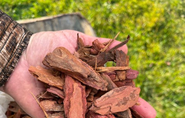 Анализ полезности и компонентов мульчи для сада: рекомендации по эффективному применению мульчи