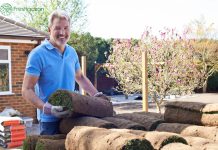 Выбор между посевным и рулонным газонами: плюсы и минусы